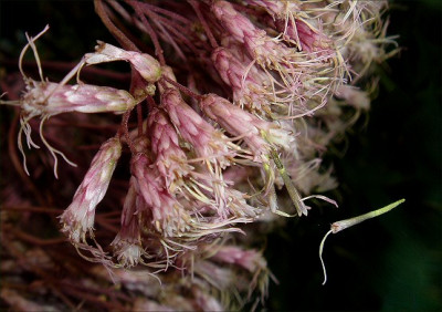 Eupatorium_maculatum.jpg
