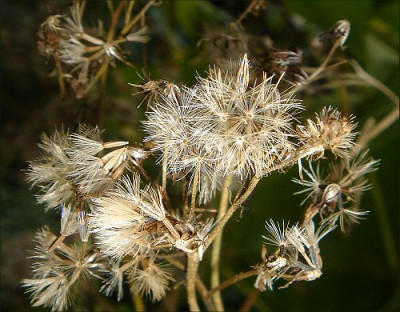 Eupatorium_1.jpg