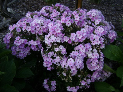 Phlox_pan_Younique Mauve (2).JPG