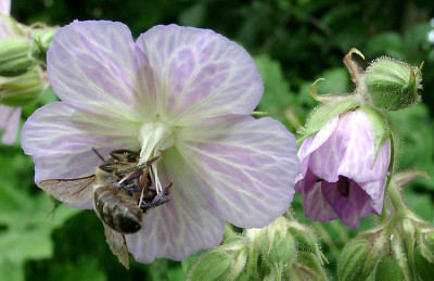06270015_eGeranium_pratense_Hybride.JPG
