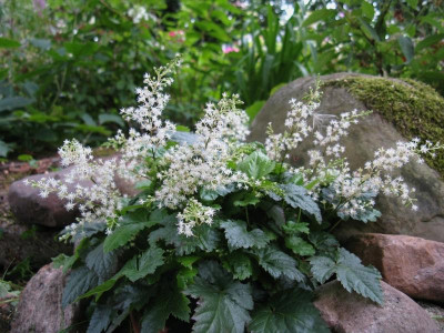 Astilbe simplicifolia [1280x768].jpg