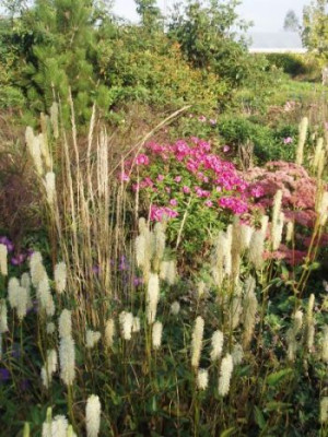 sanguisorba.jpg