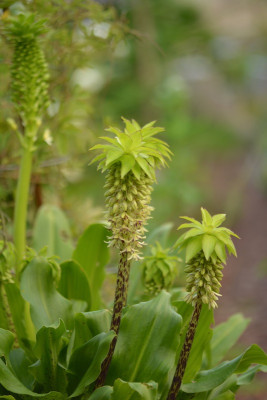 Eucomis bicolor.jpg