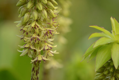 Eucomis bicolor 2.jpg