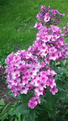 Phlox 'Mister X'_115405.jpg