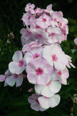 Phlox 'Sweet Summer Favourite_113418.jpg