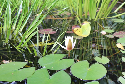 Seerose weiß.JPG