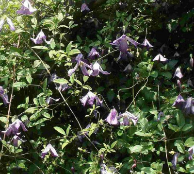 -WildeClematis.jpg