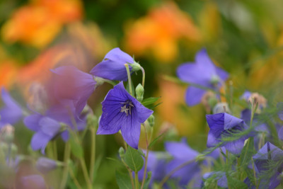 Platycodon = Ballonblume.jpg