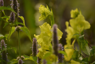 Grüne Gladiole mit Agastache.jpg