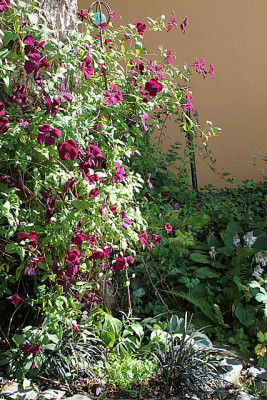 Clematis Royal Velours1.JPG
