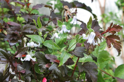 Clematis integr. alba.JPG