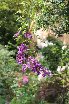 Clematis Etoile Violett Liguster.JPG