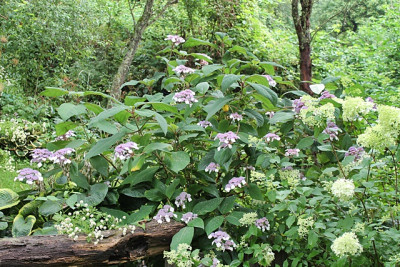 Hydrangea aspera 'Macrophylla'.JPG