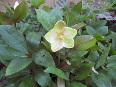 HelleborusNachbluete.jpg