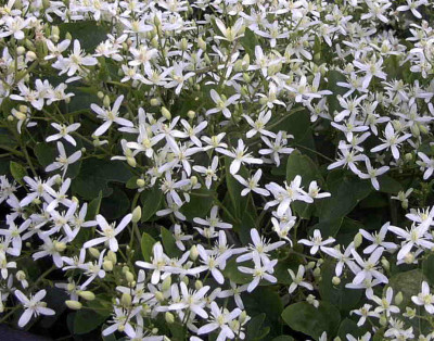 Clematis_maximowiczianaRimg0678.JPG