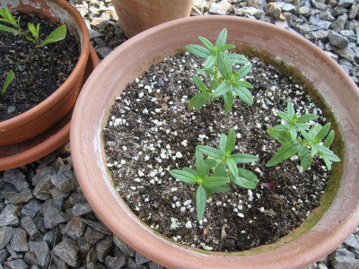 NachwuchsHelianthemum.jpg