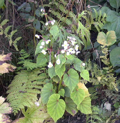 Begonia_grandis_evansianaRimg0687.JPG
