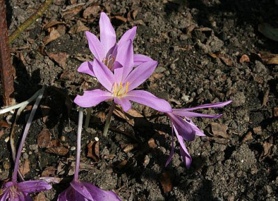 1St_Colchicumbyzantinus.jpg