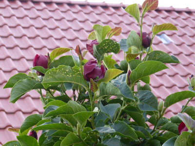 2016-07-26 Magnolia 'Genie'.jpg