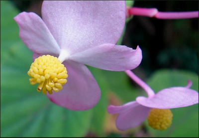 Begonia.jpg
