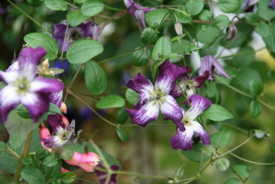 Cl.vit.Tango0116.JPG