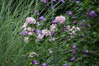 Phlox3316c.JPG