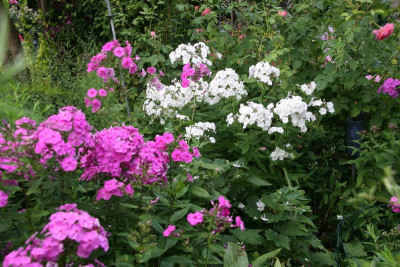Phlox3316b.JPG
