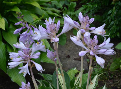 Hosta-CliffordsStingray.16-1.jpg