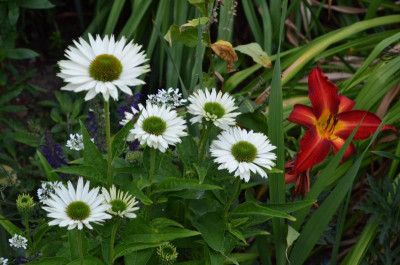 Echinacea-Virgin-16-1.jpg