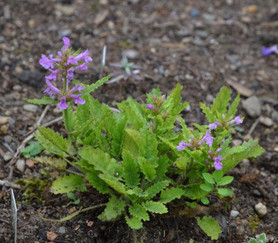 Stachys_monnieri-Zwerg.16-1.jpg