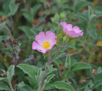 cistus-Grayswood_Pink.16-2.jpg
