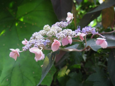 Hydrangea aspera Hot Chocolate [1280x768].jpg