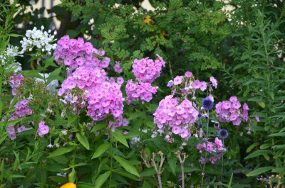 Phlox.16-1.jpg