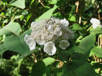 Hydrangea aspera Peter Chapell [1280x768].jpg