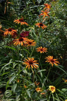 Echinacea-FlameThrower.16-1.jpg
