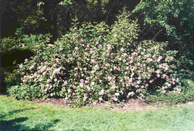 Constance_Spry_01.jpg