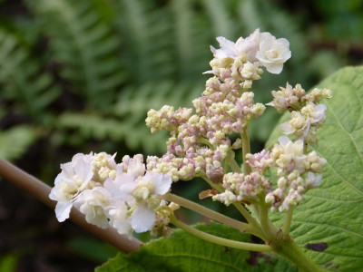 2016-07-26 Hydrangea involucrata 'Hortensis'.jpg
