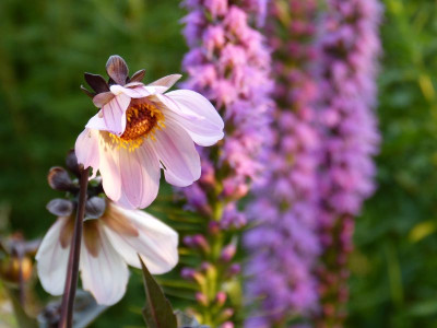 2016-07-25 Gartenimpressionen 1.jpg