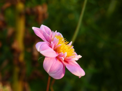 2016-07-25 Gartenimpressionen 2.jpg