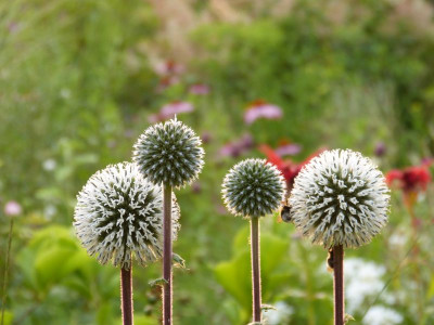 2016-07-25 Gartenimpressionen 3.jpg