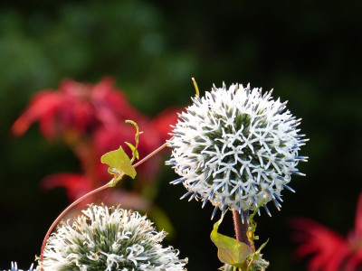 2016-07-25 Gartenimpressionen 5.jpg