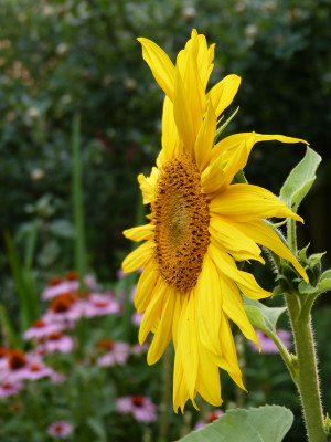 2016-07-25 Gartenimpressionen 6.jpg