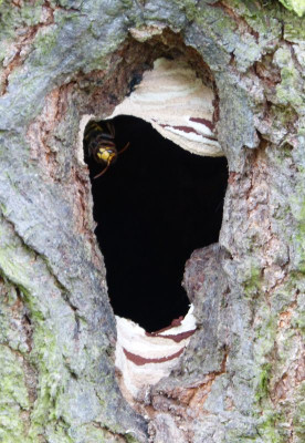 2016-07-25 Hornissen.jpg