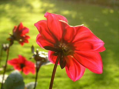 Sonnenanbeter-k.jpg