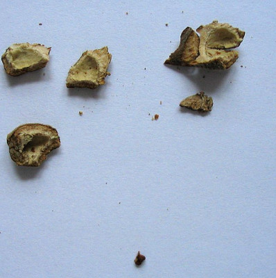 Samenkapsel_von_Acer_griseum_fars.jpg