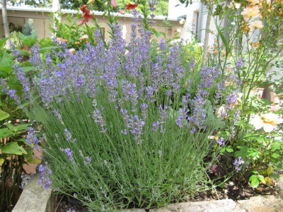 Lavendula.jpg