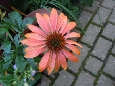 Echinacea, orange.JPG