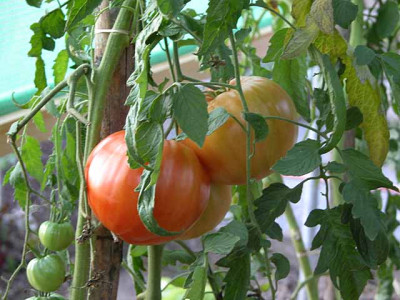 tomaten_12.10.06.jpg
