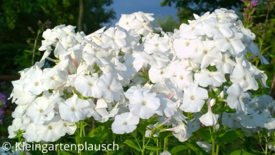 WP_20160721_20_16_49_Pro.jpg
